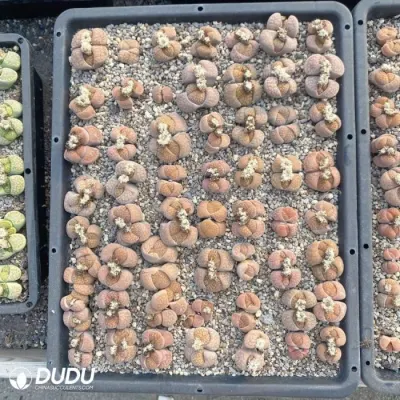 Dudu Belleza baratos Lithops Interiores Lithops Híbrido Leslei X Dinteranthus Venzylii Lithops Natural Live Succulent