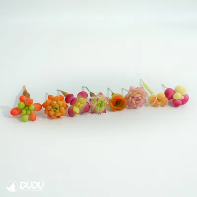 Dudu Vivero Arcilla Echeveria Pequeña Planta Suculenta Viva Natural.