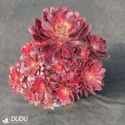 Dudu Mayoreo Chanel Variegate Aeonium Natural Live Succulent