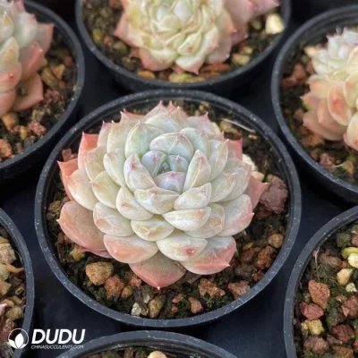 Dudu gigante Premier bastante Echeveria Uva de hielo natural doble cabeza para la venta de suculentas en vivo