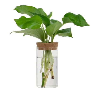 Suministros de fábrica barata de altura del cilindro de Casa de los países nórdicos decoraciones modernas de la boda claro Vidrio de borosilicato Flor florero de vidrio con corcho