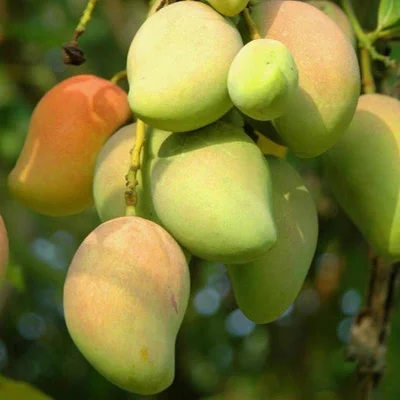 Mango Plántulas de fruta Jardín Vivero Mayorista Taiwán Provincia Mangifera indica Mango
