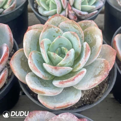 Dudu Hot Sale Colorful New Arrival Barcia Echeveria Natural Live Suculento