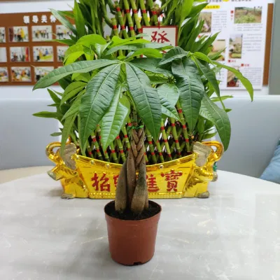 Boutique Pachira Macrocarpa Árbol árbol de dinero Bonsai Suculentas y plantas vivas mayorista decorativos