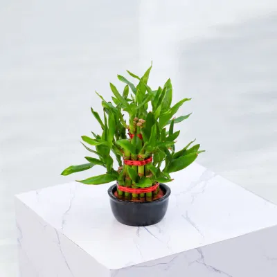 Torre Bambú trenzado S3 Lucky Bamboo suculentas Vivero Mayorista de jardinería