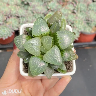 Dudu Outdoor inusual Dragón de color blanco Hawworthia Natural en vivo Suculente