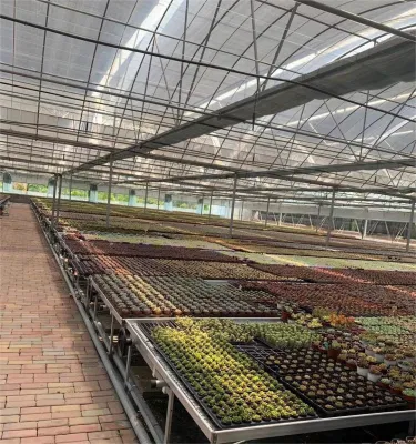 Dudu Mayoreo hermosa Echeveria Beluga Natural de tres cabezas para el Jardín Decorativo