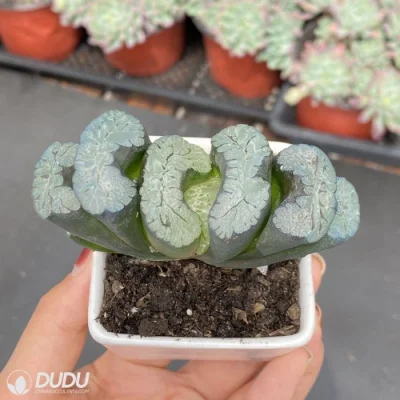 Dudu hermoso Kui Yuqian Hadworthia Natural vivo Suculente