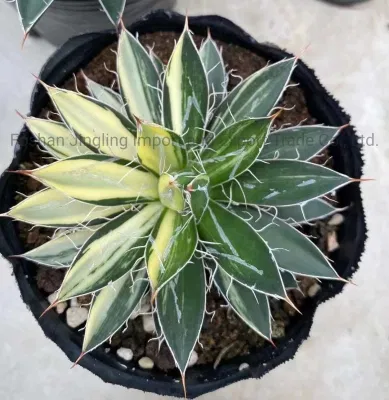 Las plantas de interior de Agave Agave Titanota cactus y suculentas