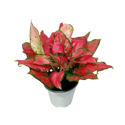 Aglaonema Ruyi Rojo de plantas vivas
