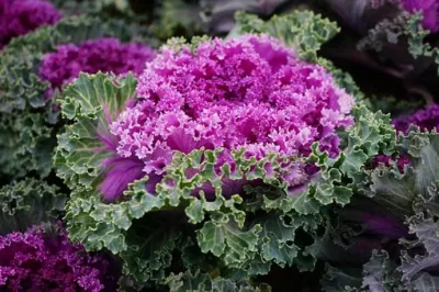 Mundo bienestar Biotech&amp;Certificado ISO de la FDA de alta calidad 100% Natural puro polvo Kale