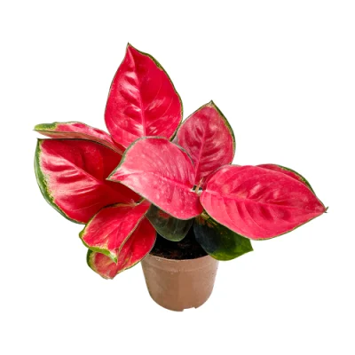 Aglaonema Dong Fang Red, Suksom plantas reales