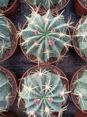 Venta caliente Ferocactus Cactis&amp;suculentas de pequeño tamaño de la Oficina de Cactus plantas decorativas