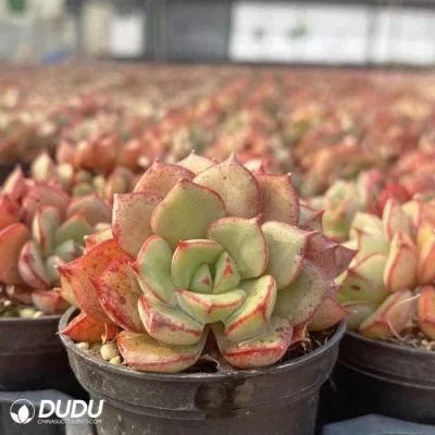 Dudu Mayoreo hermosa Echeveria Beluga Natural de tres cabezas para el Jardín Decorativo