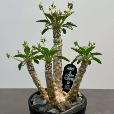 Plantas ornamentales Succulent Dorstenia Horwoodii en Venta