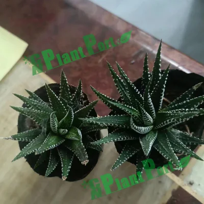 Mini Succulents Fasciated Hawworthia Precio al por mayor planta viva Bonsai interior Jardín