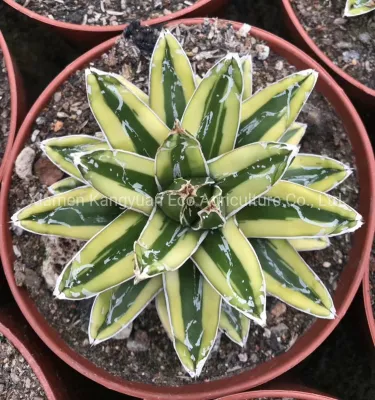 Plantas naturales de suculentas raras Agave.