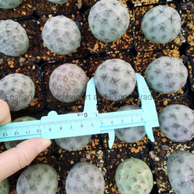 Tephrocactus Geometricus una cabeza suculento Cactus plantas vivas