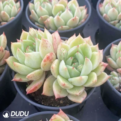 Dudu Mayoreo Huang Zhenyi Doble cabeza plantas Naturales vivas para Decoración de casa/jardín/oficina