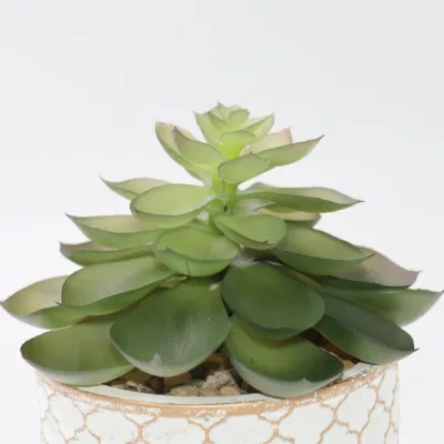 La suculenta Macetas jardineras maceta bonsái pequeño artificial con maceta de cerámica de suculentas