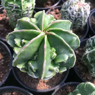 Astrophytum myriostigma Cactus plantas suculentas Home jardín de plantas vivas