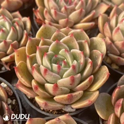 Dudu nueva llegada Echeveria Real San Luis en vivo de plantas suculentas Natural