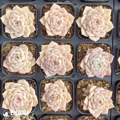 Venta caliente el alma de hielo de la agrupación Cluster Natural plantas suculentas Echeveria vivir para la decoración del hogar