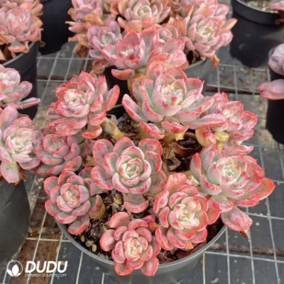 Dudu Hot Sale Echeveria gotas de lluvia Organización Echeveria Natural Live Suculento