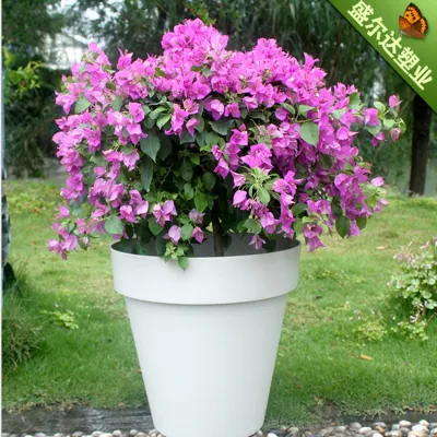 Pavimentos Bonsai de alta calidad de estilo minimalista para plantas de interior al aire libre Para los Succulents Herbs Home Decoration Planters for Indoor Plants (L-5-2)