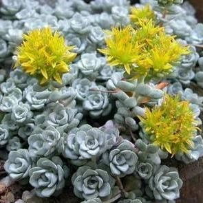 Suculentas Sedum Spathulifolium