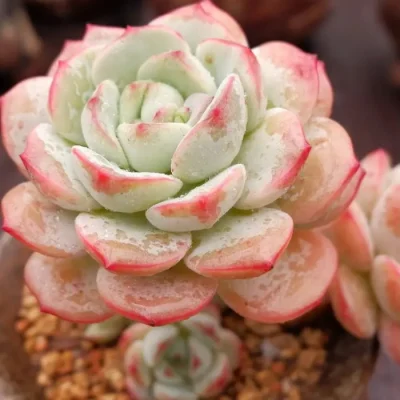 Suculenta Sedeferia Pudgye plantas Naturales