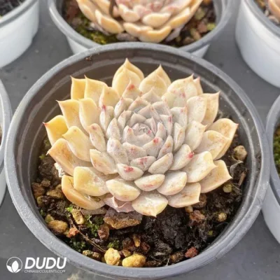 Vivero de la Fábrica Real de Dudu baratos Mary Bell plantas suculentas Echeveria