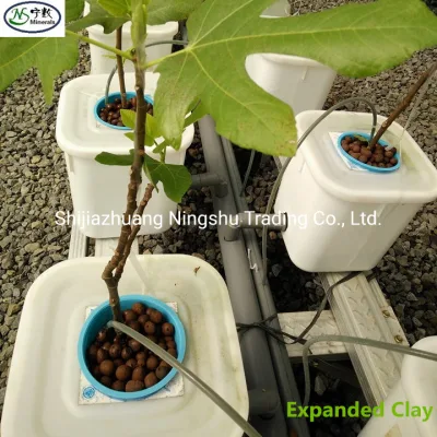 Medio de cultivo orgánico Plazadas de arcilla expandidas para la acuicultura de hidrolopónicos de orquídeas Plantas de jardín