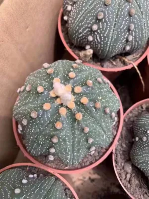 Venta caliente Ferocactus Cactis&amp;suculentas de pequeño tamaño de la Oficina de Cactus plantas decorativas