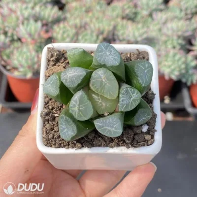Dudu Factory Nursery hielo y fuego Hawworthia Natural Live Succulent