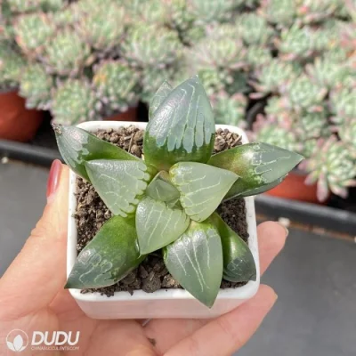 Dudu Venta Caliente Auspicioso Fénix Haworthia Planta Suculenta Viva Natural.
