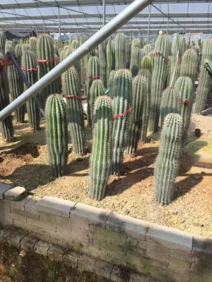 Pachycereus Pringlei Cactus Plantas de Exterior