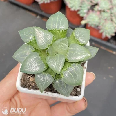 Dudu Hot Sale Gram de vidrio Hawitonia Natural Live Succulent