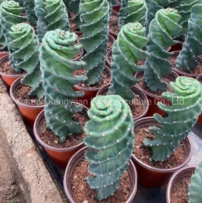 Exportar Plantas Vivas Cactus en Espiral
