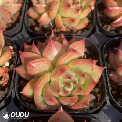 Dudu China Vivero Echeveria maíz rojo suculentas Real para la decoración de jardín