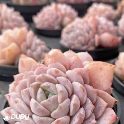Mayorista Colorful raro favor Doble cabeza Echeveria Natural Live Succulent Plantas