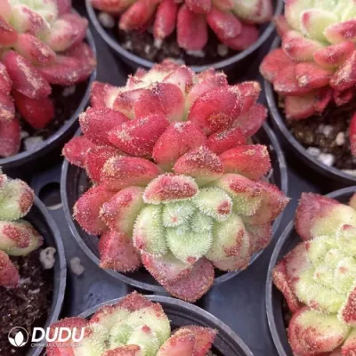 Dudu Mayoreo Caroline Doble cabeza Echeveria Natural Live Succulent