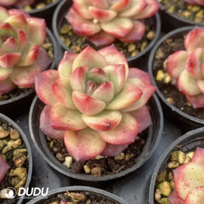 Dudu China Vivero exterior Real Echeveria TM Natural Live Succulents