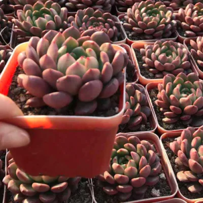 Jardín de Plantas Suculentas Plantas de vivero de plantas ornamentales de Cactus