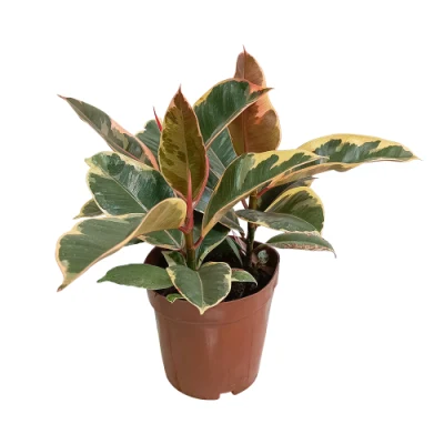 Ficus elastica Tineke plantas Real