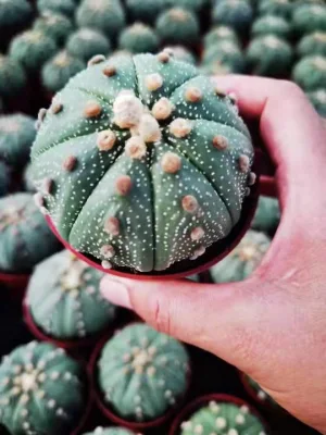 Venta caliente Ferocactus Cactis&amp;suculentas de pequeño tamaño de la Oficina de Cactus plantas decorativas