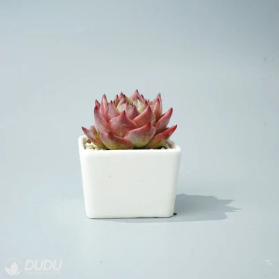 Caliente de venta al por mayor de Dudu colorido natural suculentas Echeveria César Live