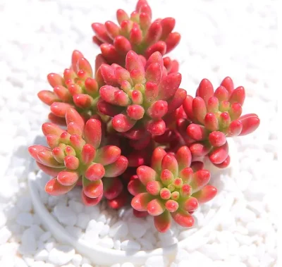 Suculentos Sedum Rubrotinctum plantas Naturales