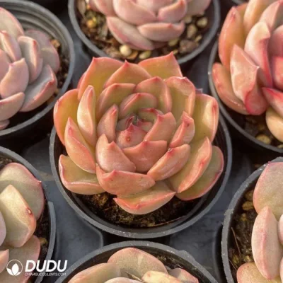 Dudu rara Echeveria Rosa Natural en vivo Suculente para el Jardín Decorativo