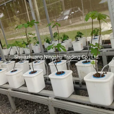 Químicamente neutro, estructuralmente estable arcilla expandida para granja Aquaponic